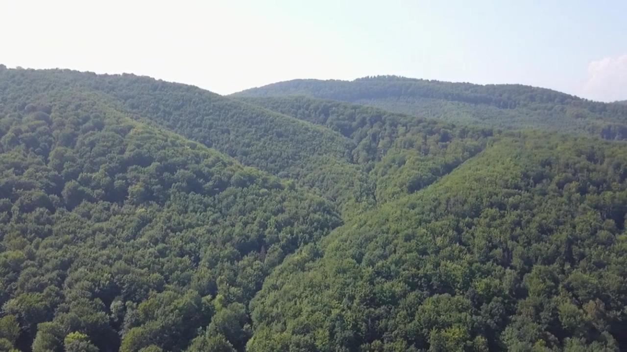 Villa Med'Ok Vyzhnytsia Dış mekan fotoğraf